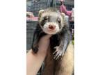 Adopt Danielle a Ferret small animal in Lyons, IL (41551824)