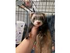 Adopt Stitch aka Happy a Ferret small animal in Lyons, IL (41551822)