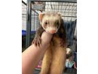 Adopt Pepper II a Ferret small animal in Lyons, IL (41551821)