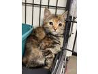Adopt Jolene a Domestic Shorthair / Mixed (short coat) cat in Rock Springs
