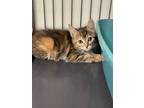 Adopt Cat of many Colors a Domestic Shorthair / Mixed (short coat) cat in Rock