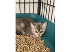 Adopt Dolly Purrton a Domestic Shorthair / Mixed (short coat) cat in Rock
