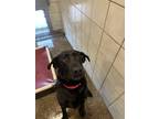 Adopt Black a Labrador Retriever / Mixed dog in Rock Springs, WY (41551819)