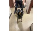 Adopt Zippit a Hound (Unknown Type) / Mixed dog in Rock Springs, WY (41551818)