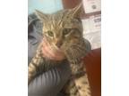 Adopt Captain Whiskers a Domestic Shorthair / Mixed (short coat) cat in Rock