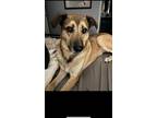 Adopt Kora a Mixed Breed (Medium) / Mixed dog in Sun Prairie, WI (41541358)