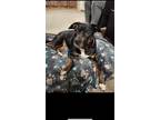 Adopt Zoey a Mixed Breed (Medium) / Mixed dog in Sun Prairie, WI (41541357)