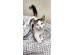 Adopt Eliza a Domestic Shorthair / Mixed (short coat) cat in Fremont
