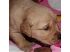 Golden Retriever Puppy for sale in Bellefonte, PA, USA