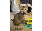Adopt Pecan a Domestic Shorthair / Mixed (short coat) cat in Magnolia