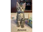 Adopt Almond a Domestic Shorthair / Mixed (short coat) cat in Magnolia