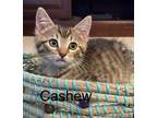 Adopt Cashew a Domestic Shorthair / Mixed (short coat) cat in Magnolia
