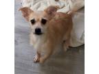 Adopt Buttercup a Cairn Terrier / Terrier (Unknown Type, Medium) / Mixed dog in