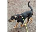 Adopt Bucky a Shepherd (Unknown Type) / Mixed dog in Thompson Falls