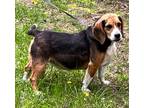 Adopt Doc Holiday a Beagle / Mixed dog in Thompson Falls, MT (41541320)