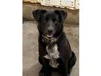 Adopt Charlotte a Cattle Dog / Border Collie / Mixed dog in Thompson Falls