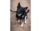 Adopt Brooklyn a German Shepherd Dog / Border Collie / Mixed dog in Thompson