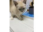 Adopt Chowder a Domestic Shorthair / Mixed (short coat) cat in Corpus Christi