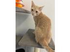 Adopt Frisky a Domestic Shorthair / Mixed (short coat) cat in Corpus Christi