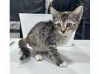 Adopt Gayle a Domestic Shorthair / Mixed (short coat) cat in Corpus Christi