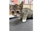 Adopt Ash a Domestic Shorthair / Mixed (short coat) cat in Corpus Christi