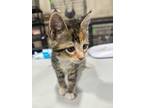 Adopt Sally a Domestic Shorthair / Mixed (short coat) cat in Corpus Christi