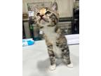 Adopt Celia a Domestic Shorthair / Mixed (short coat) cat in Corpus Christi
