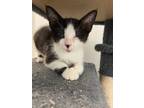 Adopt Airy a Domestic Shorthair / Mixed (short coat) cat in Corpus Christi