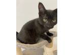Adopt Zen a Domestic Shorthair / Mixed (short coat) cat in Corpus Christi