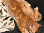 Orange Kittens