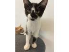Adopt Bliss a Domestic Shorthair / Mixed (short coat) cat in Corpus Christi