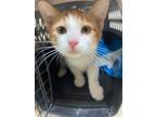 Adopt Finley a Domestic Mediumhair / Mixed (short coat) cat in Corpus Christi