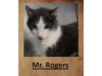Adopt Mr. Rodgers a Domestic Shorthair / Mixed (short coat) cat in Crystal Lake
