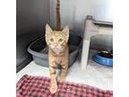 Adopt Bowie a Domestic Shorthair / Mixed (short coat) cat in Sunrise Beach