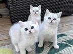 Silver Chinchilla British Shorthair Kittens