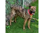 Adopt Fiasco a Catahoula Leopard Dog / Mixed dog in Sunrise Beach, MO (41541405)