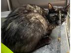 Adopt Blackie a Domestic Shorthair / Mixed (short coat) cat in Mt.