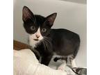 Adopt Alex a Domestic Shorthair / Mixed (short coat) cat in Ewing, NJ (41531673)