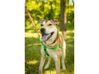 Adopt Nyla a German Shepherd Dog / American Staffordshire Terrier / Mixed dog in