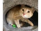 Adopt Lance a Domestic Mediumhair / Mixed (medium coat) cat in Ewing