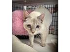 Adopt Guenievre a Domestic Shorthair / Mixed (short coat) cat in Ewing