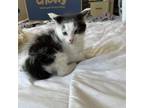 Adopt Pinky a Black & White or Tuxedo Domestic Shorthair (short coat) cat in