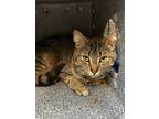 Adopt Thomas a Domestic Shorthair / Mixed (short coat) cat in Vineland