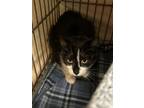 Adopt Nutterbutter a Domestic Shorthair / Mixed (short coat) cat in Vineland