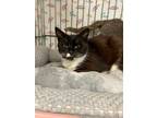 Adopt Gunther a Domestic Shorthair / Mixed (short coat) cat in Vineland