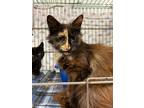 Adopt Edith a Domestic Shorthair / Mixed (short coat) cat in Vineland