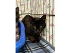 Adopt Nelson a Domestic Shorthair / Mixed (short coat) cat in Vineland