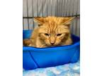 Adopt Charlemagne a Domestic Shorthair / Mixed (short coat) cat in Vineland