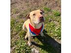 Adopt Walla-Walla a Labrador Retriever / American Pit Bull Terrier / Mixed dog