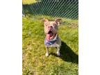 Adopt Pancake a American Pit Bull Terrier / Mixed dog in Vineland, NJ (41531718)